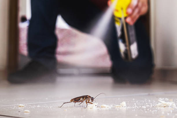 Flea Control Services in Sneads Ferry, NC